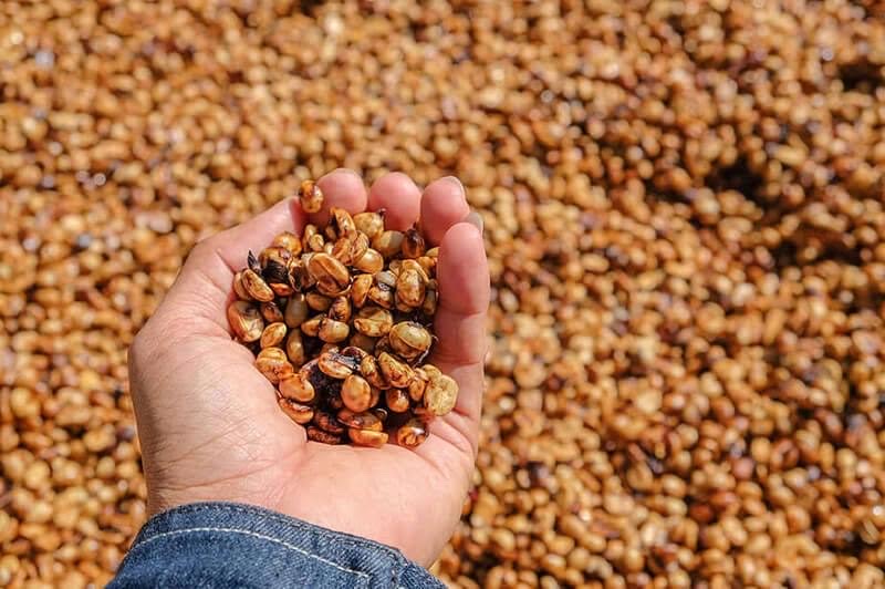 Robusta Honey Coffee Company - Balzar Hoàng Sa