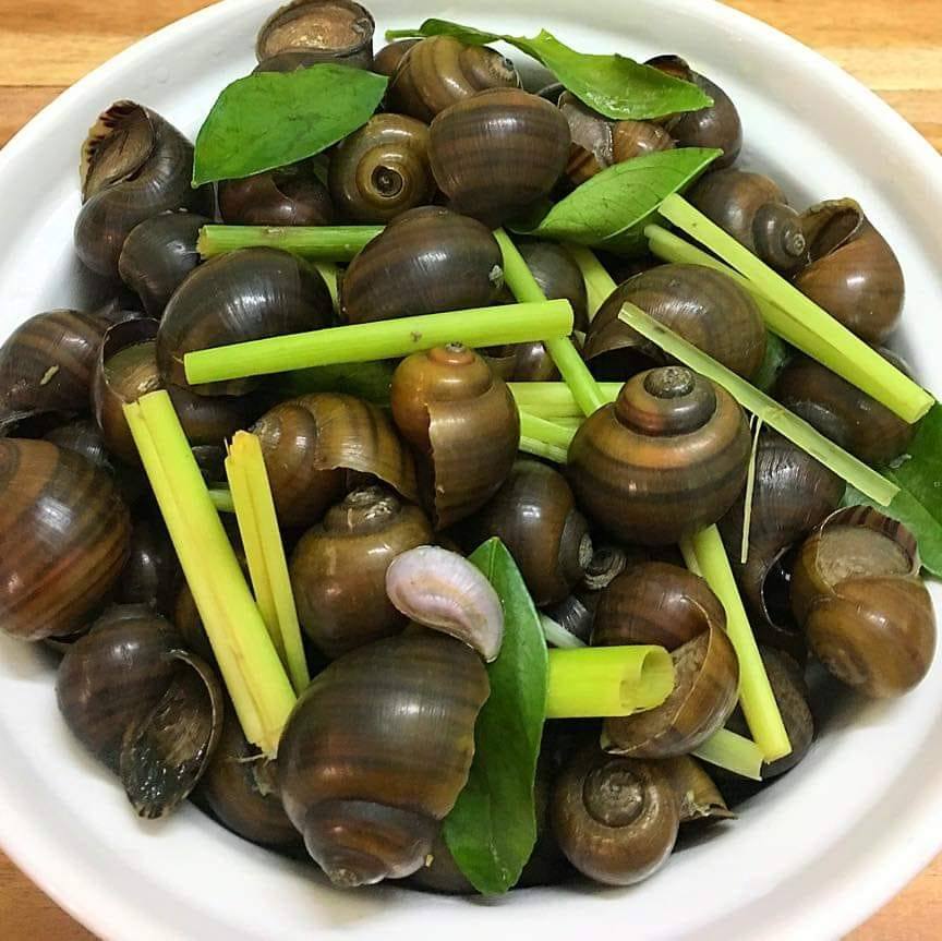 Ốc Cô Toàn - Quang Trung